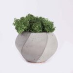 plant4-free-img-1.jpg